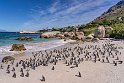 157 Boulders Beach, Zuid-Afrika